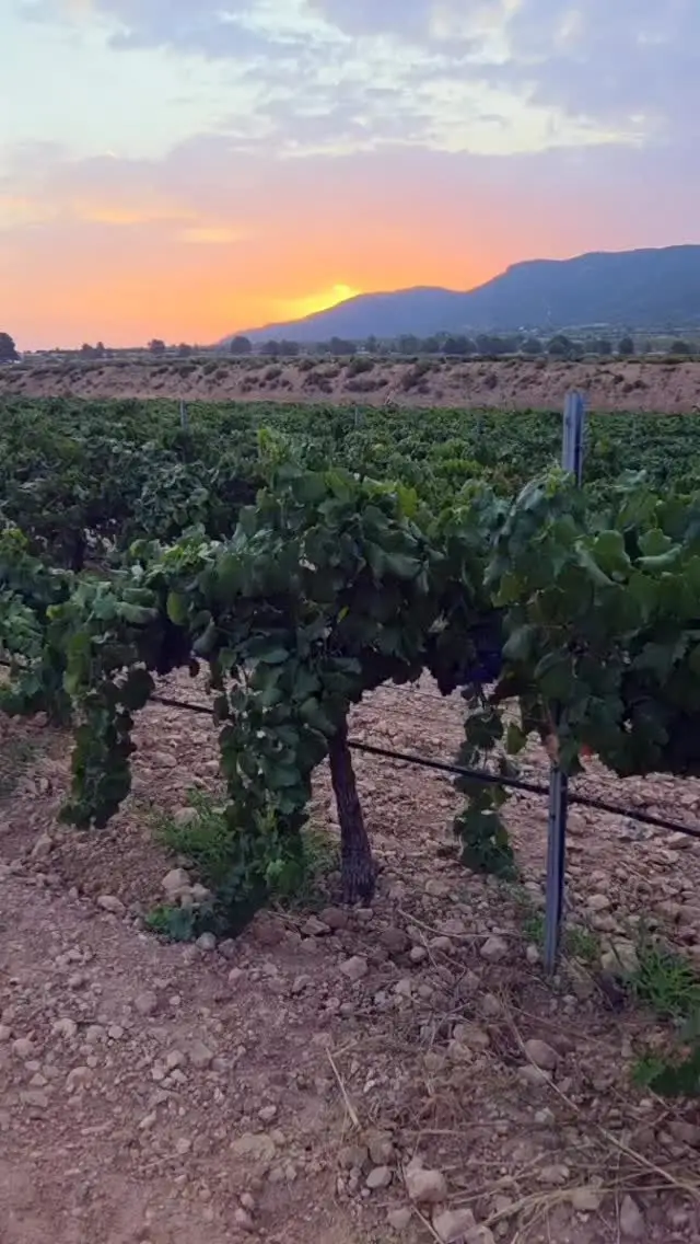 Instagram post from sibaritasgroup. This post is in position 1.